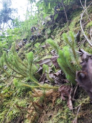 Phlegmariurus reflexus