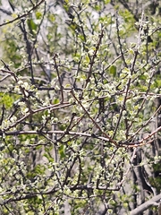 Citharexylum brachyanthum