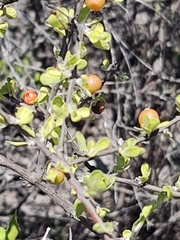 Citharexylum brachyanthum