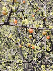 Citharexylum brachyanthum