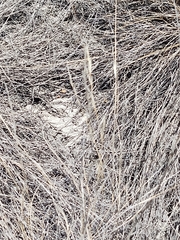 Poaceae
