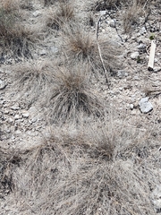 Poaceae