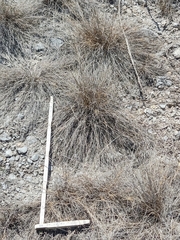 Poaceae