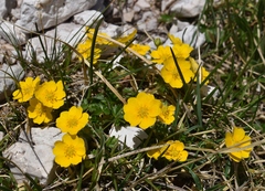 Potentilla brauniana