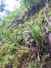 Phlegmariurus reflexus