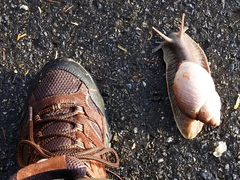 Megalobulimus oblongus