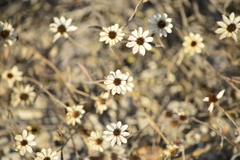 Sanvitalia fruticosa