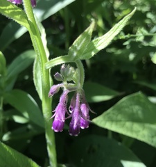 Angiospermae