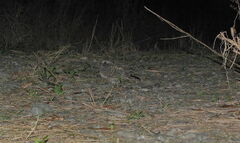 Caprimulgus affinis stictomus