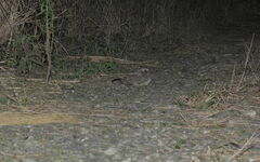 Caprimulgus affinis stictomus