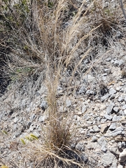 Poaceae