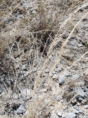 Poaceae