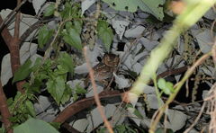 Otus spilocephalus
