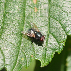 Eudasyphora cyanella