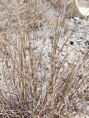 Poaceae