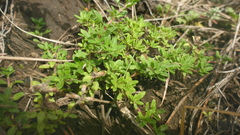 Thymus sibiricus
