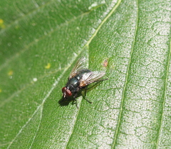 Eudasyphora cyanella