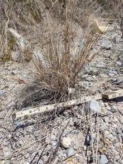 Poaceae