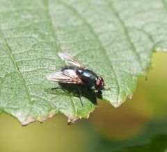 Eudasyphora cyanella