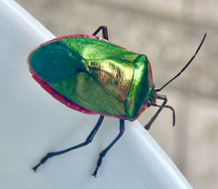 Rhyssocephala