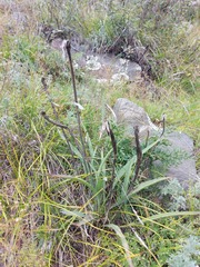 Takhtajaniantha austriaca