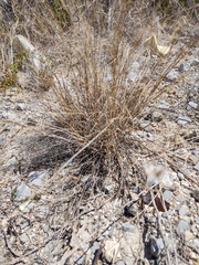 Poaceae