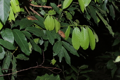 Dysoxylum hongkongense