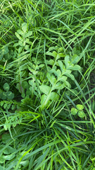 Magnoliopsida