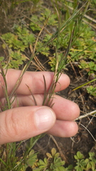 Polygala tenuifolia