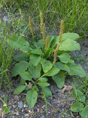Plantago major