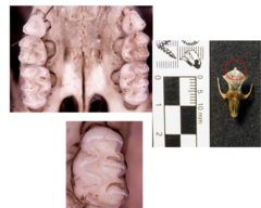 Oligoryzomys flavescens