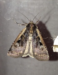 Parabagrotis exsertistigma