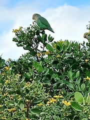 Agapornis roseicollis