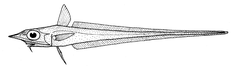 Innotable Whiptail photo 3