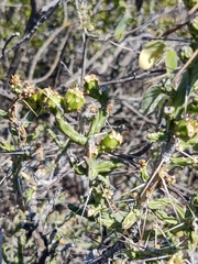 Cylindropuntia leptocaulis
