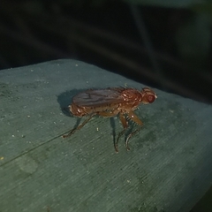 Norellisoma spinimanum