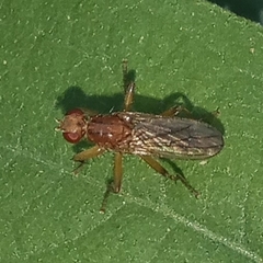 Norellisoma spinimanum