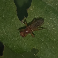 Norellisoma spinimanum