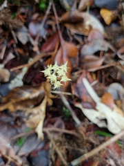 Petrosavia stellaris