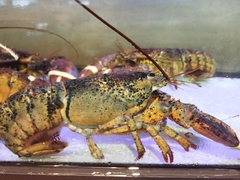 Homarus
