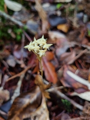 Petrosavia stellaris