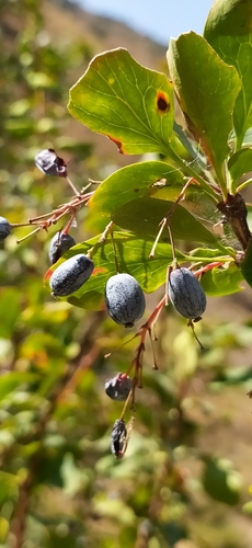 Berberis integerrima, photograph 5