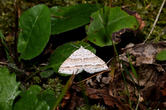 Perizoma parallelolineatum