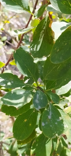 Berberis integerrima, photograph 6