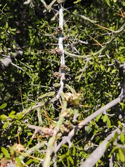 Cylindropuntia leptocaulis