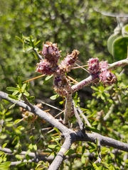 Cylindropuntia leptocaulis