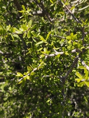 Forestiera angustifolia