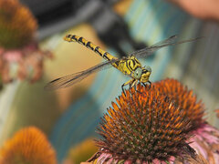 Onychogomphus forcipatus