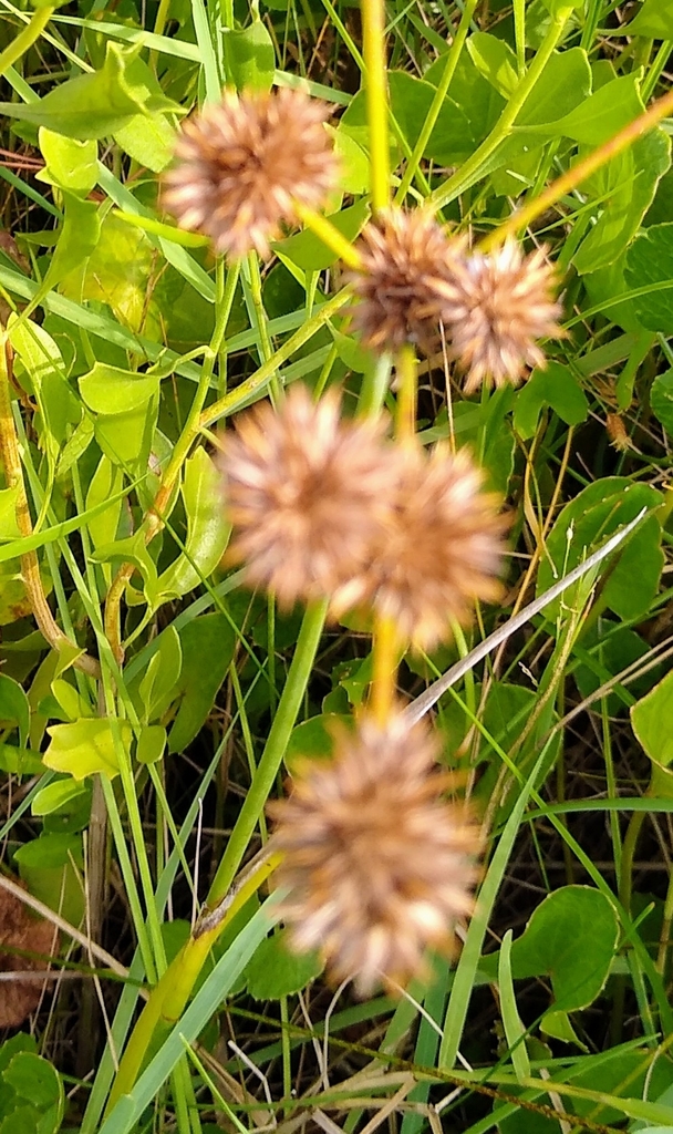 rattlesnake master from Innerarity Shores, FL 32507, USA on August 16