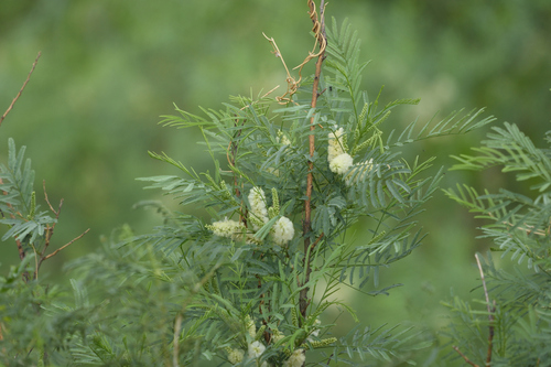 Image of Mariosousa millefolia by (c) Guy Babineau, some rights reserved (CC BY)